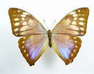 Image result for "aega Monophthalma". Size: 135 x 106. Source: www.aureus-butterflies.de