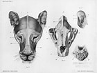 Afbeeldingsresultaten voor Panamaspookkathaai Anatomie. Grootte: 140 x 106. Bron: www.pinterest.fr