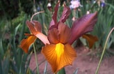 Image result for Iris soorten. Size: 164 x 106. Source: theamericanirissociety.blogspot.com