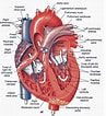 Afbeeldingsresultaten voor Peristedion Anatomie. Grootte: 97 x 106. Bron: www.etsy.com