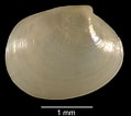 Image result for "paphia Rhomboides". Size: 119 x 106. Source: naturalhistory.museumwales.ac.uk