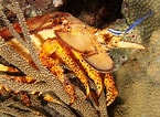 Image result for Scyllarides aequinoctialis Anatomie. Size: 145 x 106. Source: www.reefguide.org