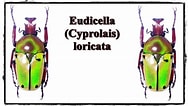 Afbeeldingsresultaten voor "conchoecia Loricata". Grootte: 188 x 106. Bron: www.youtube.com