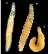 Afbeeldingsresultaten voor Sphaerodoropsis minuta Geslacht. Grootte: 95 x 106. Bron: www.semanticscholar.org