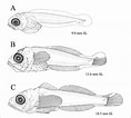 Image result for Triclops Anatomy. Size: 118 x 106. Source: www.researchgate.net