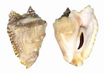 Image result for "strombus Raninus". Size: 148 x 106. Source: www.topseashells.com