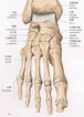 足の骨と関節 に対する画像結果.サイズ: 76 x 106。ソース: hearts-bridge-jp.com