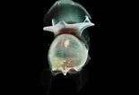Image result for "cavolinia Globulosa". Size: 155 x 106. Source: seaslugsofhawaii.com