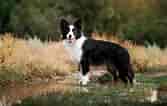 Image result for Border Collie. Size: 167 x 106. Source: animalia-life.club