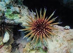 Image result for "echinometra Viridis". Size: 147 x 106. Source: www.snorkeling-report.com