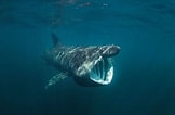 Image result for kleinste haai ter wereld. Size: 162 x 106. Source: wibnet.nl
