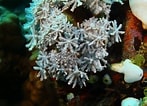 Image result for Zachte koralen Grootte. Size: 147 x 106. Source: nl.dreamstime.com