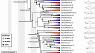 Afbeeldingsresultaten voor Starfish Phylogenetic Tree. Grootte: 189 x 106. Bron: ar.inspiredpencil.com