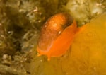 Image result for Velutina plicatilis Habitat. Size: 150 x 106. Source: www.seawater.no