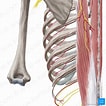 Billedresultat for kamster Soort Anatomie. størrelse: 106 x 106. Kilde: www.kenhub.com