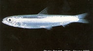 Image result for "spratelloides Delicatulus". Size: 190 x 106. Source: cookislands.bishopmuseum.org