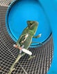 Résultat d’image pour Funny Chameleon. Taille: 82 x 106. Source: joyreactor.com