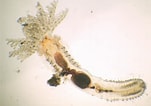 Image result for "salmacina Dysteri". Size: 151 x 106. Source: www.aphotomarine.com
