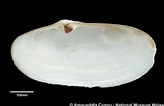 Image result for "lutraria Angustior". Size: 164 x 106. Source: naturalhistory.museumwales.ac.uk