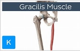 Afbeeldingsresultaten voor Musculus Gracilis Gray's Anatomy. Grootte: 166 x 106. Bron: www.youtube.com