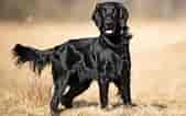 Image result for Flat Coated Retriever. Size: 169 x 106. Source: www.dailypaws.com