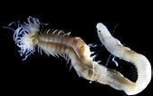 Image result for Polycirrus medusa Geslacht. Size: 169 x 106. Source: www.nagoya-u.ac.jp