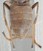 Image result for "paleaonotus Debilis". Size: 88 x 106. Source: bugguide.net