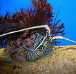 Image result for Panulirus versicolor. Size: 110 x 106. Source: de-academic.com