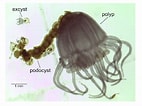 Image result for Chrysaora plocamia Anatomie. Size: 142 x 106. Source: www.researchgate.net