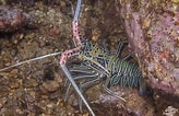 Image result for Panulirus versicolor. Size: 164 x 106. Source: seaunseen.com