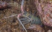 Image result for "panulirus Versicolor". Size: 169 x 106. Source: seaunseen.com