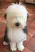 Image result for Old English Sheepdog. Size: 72 x 106. Source: www.pinterest.com