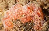 Image result for "sidnyum Elegans". Size: 168 x 106. Source: www.britishmarinelifepictures.co.uk