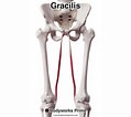 Afbeeldingsresultaten voor Musculus Gracilis Gray's Anatomy. Grootte: 119 x 106. Bron: bodyworksprime.com