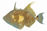 Afbeeldingsresultaten voor "balistes Punctatus". Grootte: 162 x 106. Bron: fishillust.com