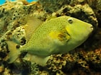 Image result for "balistes Punctatus". Size: 142 x 106. Source: xenopus.s1005.xrea.com