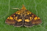 Afbeeldingsresultaten voor "euphysa Aurata". Grootte: 161 x 106. Bron: insecta.pro