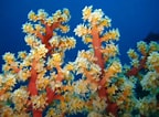 Image result for Zachte koralen Grootte. Size: 144 x 106. Source: nl.dreamstime.com