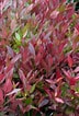 Image result for "leucothoe Spinicarpa". Size: 72 x 106. Source: www.alamy.com