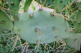 Image result for "peraclis Triacantha". Size: 161 x 106. Source: plantasdepuertorico.blogspot.com