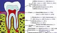 3rd Molar Dental Pulp Cells માટે ઇમેજ પરિણામ. માપ: 184 x 106. સ્ત્રોત: geneticengineeringinfo.blogspot.com