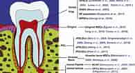 3rd Molar dental Pulp Cells ପାଇଁ ପ୍ରତିଛବି ଫଳାଫଳ. ଆକାର: 195 x 106। ଉତ୍ସ: geneticengineeringinfo.blogspot.com