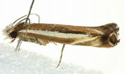 Image result for "actaeodes Hirsutissimus". Size: 178 x 106. Source: taxondiversity.fieldofscience.com
