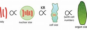 Image result for nuclei in Polyploid Plant Cell. Size: 301 x 100. Source: medium.com