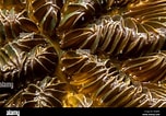 Image result for "meandrina Meandrites". Size: 152 x 106. Source: www.alamy.com