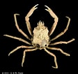 Image result for "hyas Coarctatus". Size: 112 x 106. Source: www.crustaceology.com