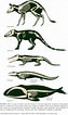 Image result for evolution of Whales. Size: 63 x 106. Source: www.reddit.com