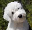 Image result for Old English Sheepdog. Size: 112 x 106. Source: dogs.pedigreeonline.com