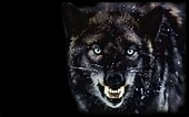 Angry Wolf に対する画像結果.サイズ: 170 x 106。ソース: wallpaperaccess.com