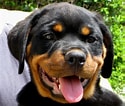 Bilderesultat for Rottweiler. Størrelse: 125 x 106. Kilde: commons.wikimedia.org